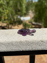 Load image into Gallery viewer, Amethyst Phantom Turtle 40X