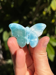 Larimar Butterfly #2
