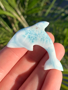 Larimar Dolphin #10*