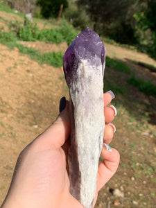 Amethyst Phantom Root*