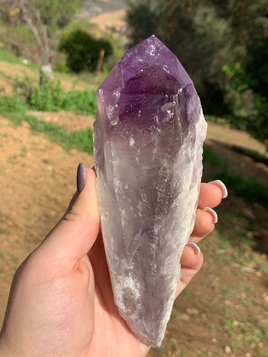 Amethyst Phantom Root*